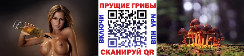 kraken ссылки  закладки  Светогорск  Псилоцибиновые грибы Cubensis 